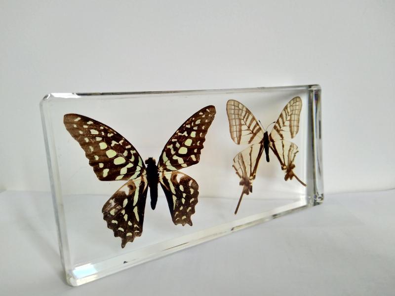 活動預告 | 外來生物與國門生物標本展